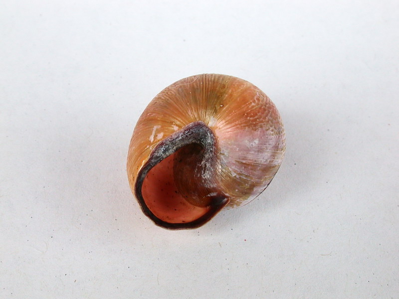 Cepaea nemoralis etrusca e altre